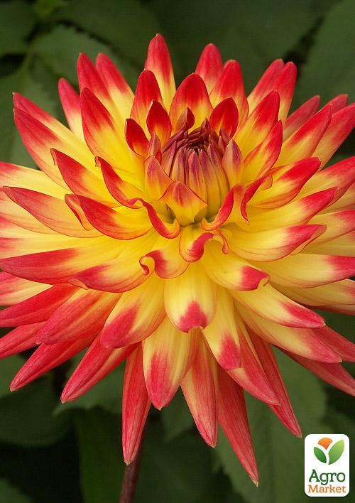 Жоржина "Isadora"