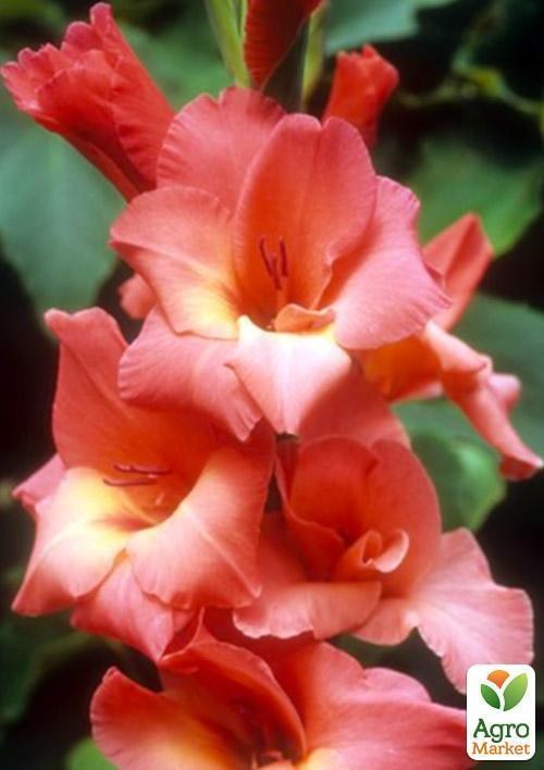 Гладіолус "Spic and Span" 3шт