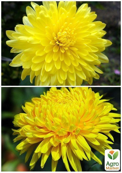 На развес Астра пионовидная желтая ТМ "Весна" цена за 1,5г - фото 2
