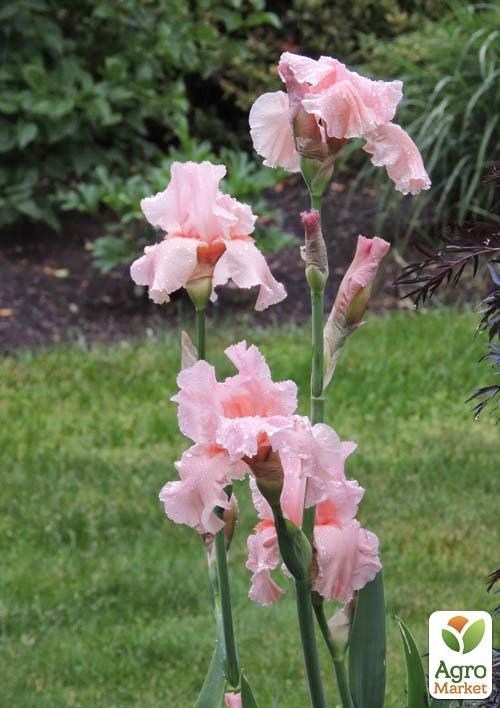 Ирис бородатый крупноцветковый "Magical Encounter"  1шт в упаковке - фото 3