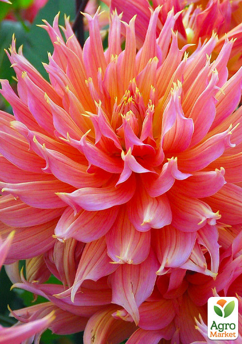 Георгина "Omega" (гигантский цветок)