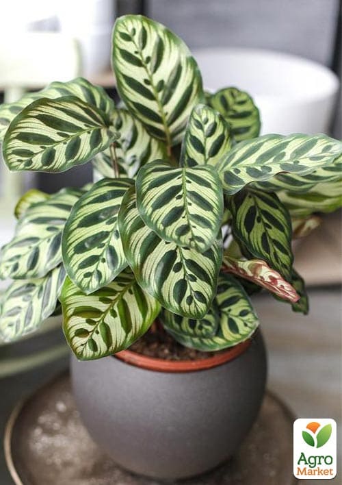 Калатея "Makoyana" высота 35-45см - фото 7