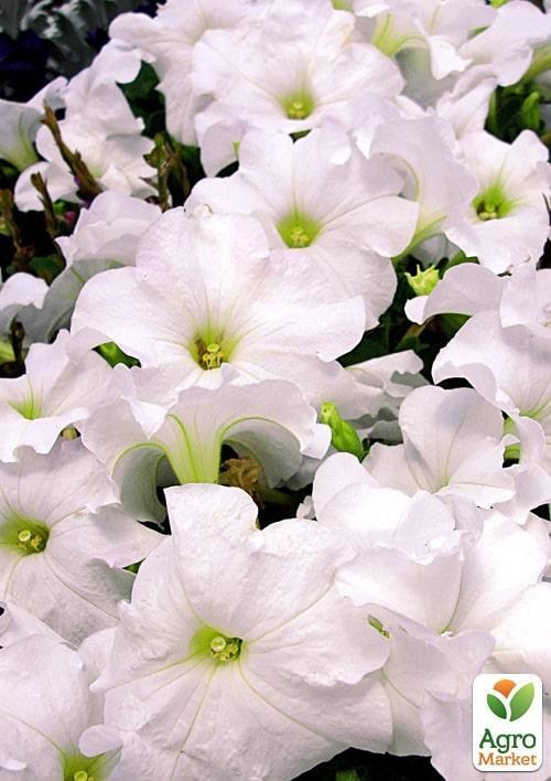 Сурфінія "Pegasus White" (контейнер № 10, висота 10-15 см)