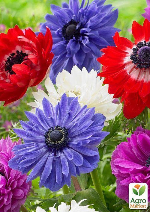 Анемона махрова "St.Brigit" мікс (розмір 5/7 великий) 5шт в упаковці - фото 5