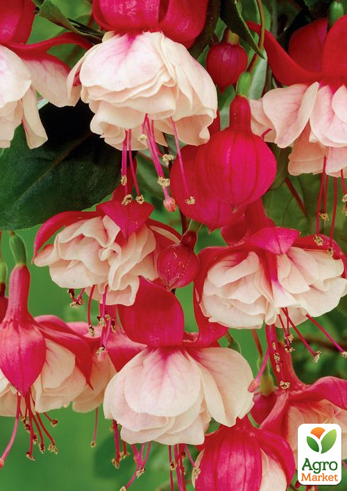 Фуксія ампельна "Sir Mat Busby"