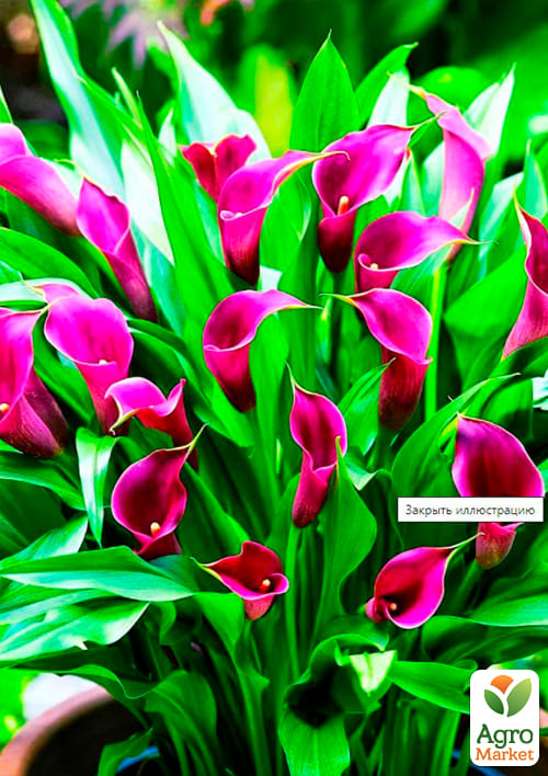 Калла "Amethyst" 1шт в упаковці - фото 2