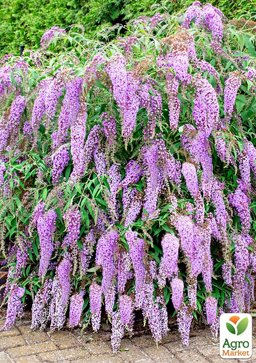 Буддлея Давида "Wisteria Lane" - фото 3