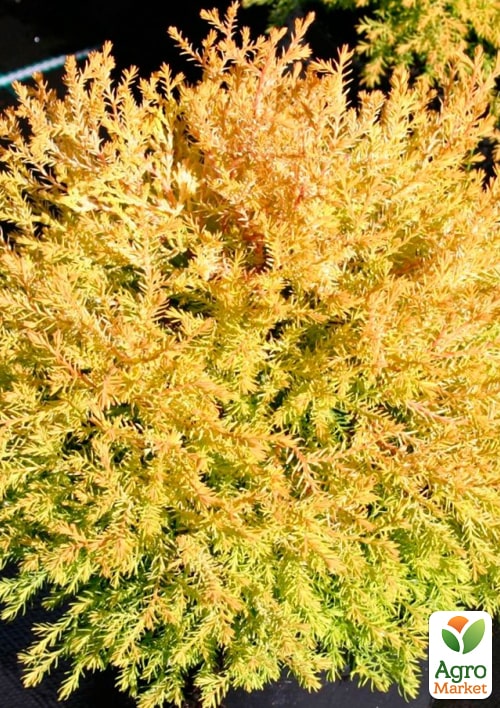 Туя західна "Rheingold" С2, висота 25-30см - фото 5