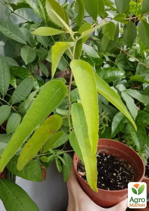 Эвкалипт комнатный лимонный "Флагман" 2х летний саженец высота 50-60см - фото 2