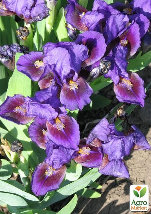 Ирис карликовый "Орнамент" 1шт в упаковке