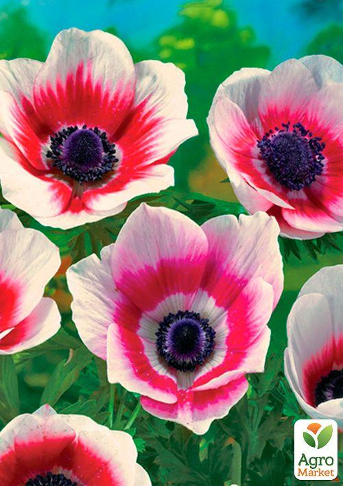 Анемона "Bicolor" (розмір 5/6, великий) 5шт в упаковці - фото 5