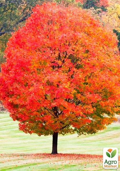 Клен декоративний у контейнері "Цукровий"