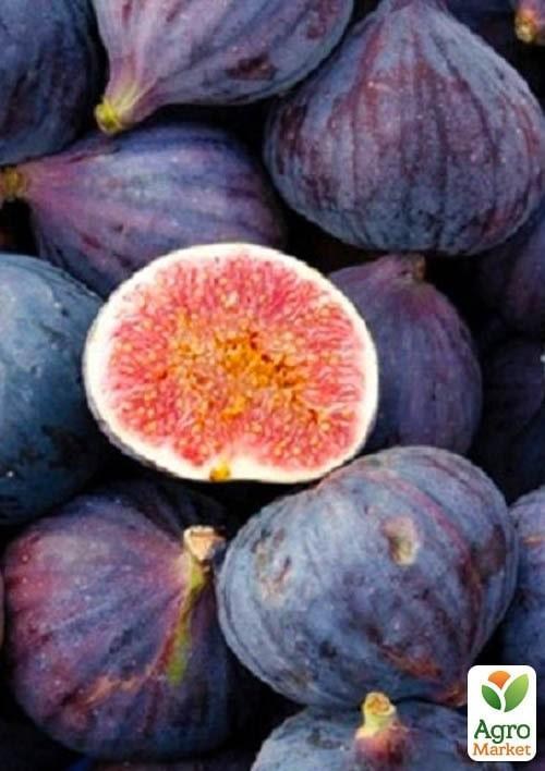 Эксклюзив! Инжир фиолетово-синий "Черная жемчужина" (Black Pearl) (премиальный, двухурожайный)