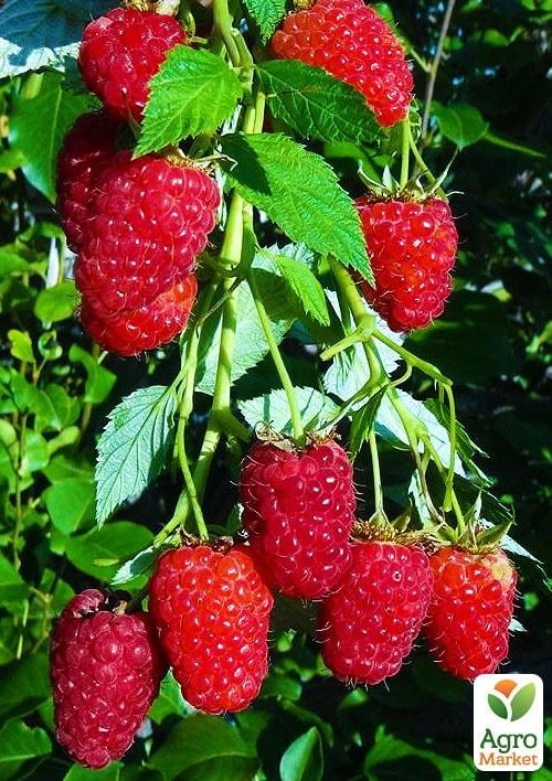 Малина "Краса России" (средний срок созревания)