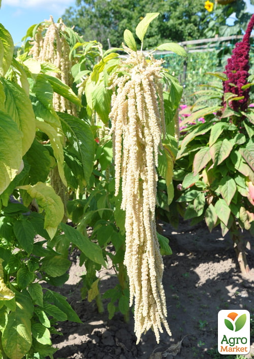 Амарант "Белый хвост лисицы" ТМ "Vesna Select" 300шт - фото 3