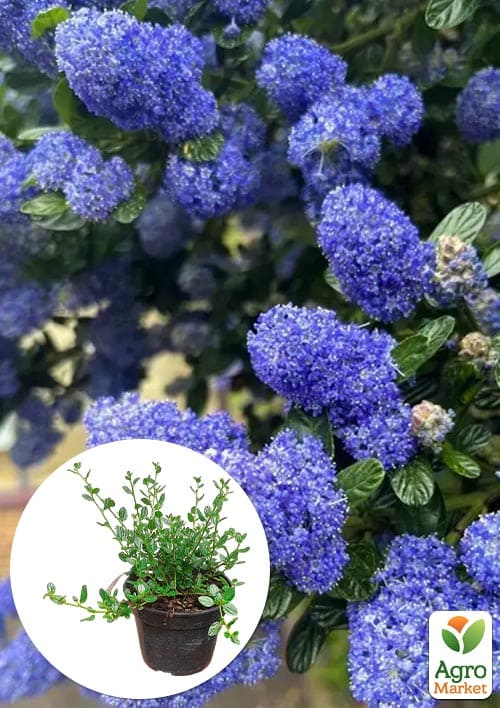 Цеанотус "Виктория" (Ceanothus impressus Victoria) вазон С3