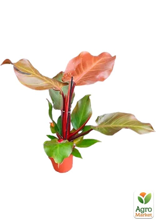 LMTD Філодендрон "Sunlight" висота 30-40см - фото 5