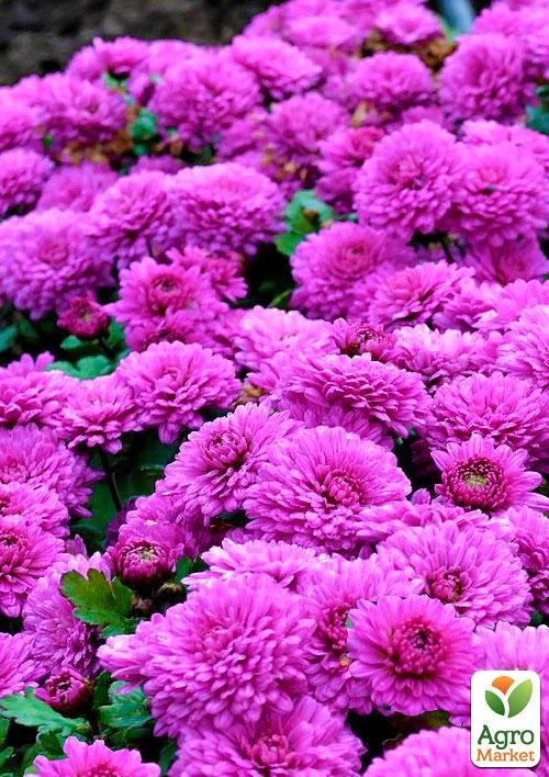 Хризантема Садовая "Fonti Pink" (горшок ф12 высота 20-30см) - фото 3