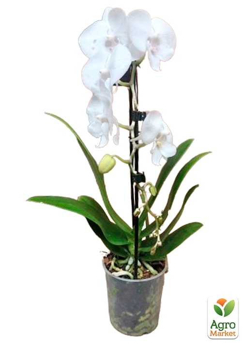 Орхідея (Phalaenopsis) "Cascad Formidablo" висота 35-45см - фото 6