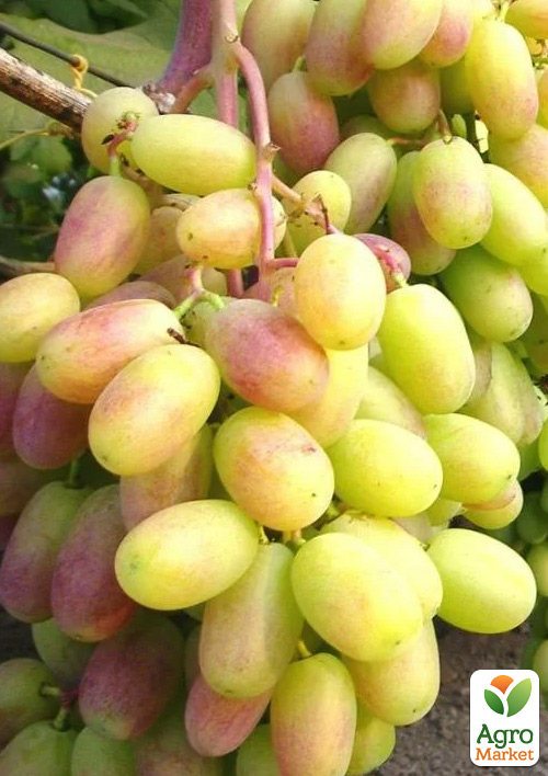 Виноград "Айсберг" (ранний, сочный, ароматный)