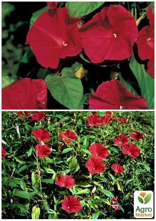 На вагу Іпомея червона ТМ "Весна" ціна за 2г - фото 3