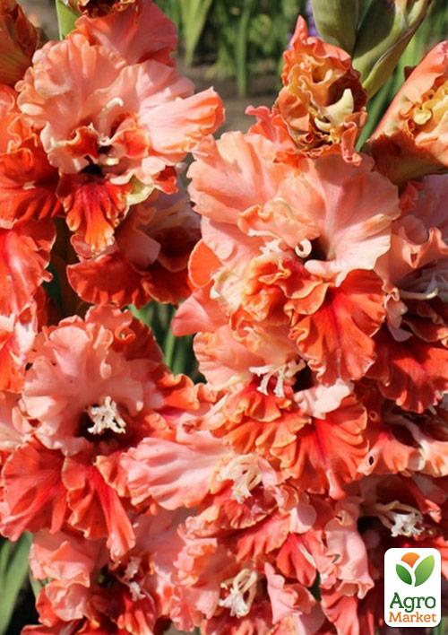 Гладіолус "Rik`s Frizzle" 3шт