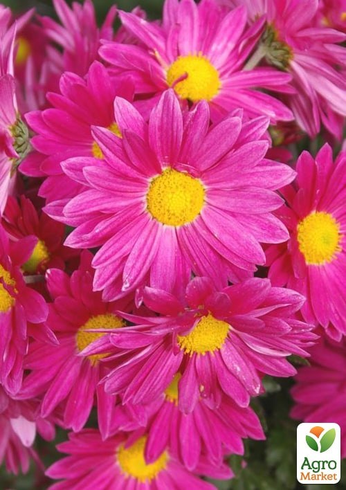 Хризантема Садовая "Verano Rose" (высота 30-50см) - фото 3