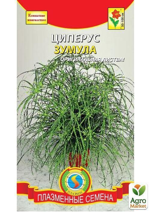 Циперус "Зумула" ТМ "Плазмові насіння" 0,01г