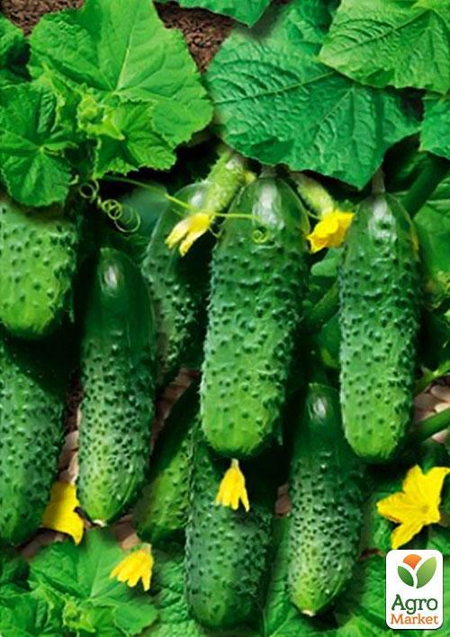 Огірок "Корнішон" (Зипер) ТМ "Весна" 2г - фото 2