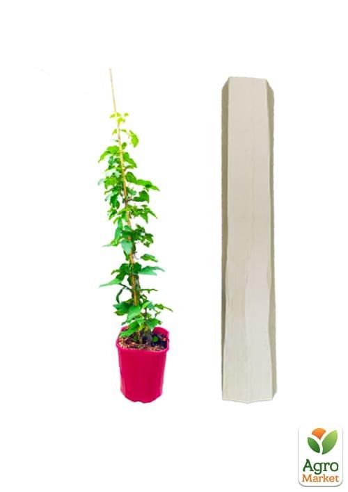 Клематис 3-х летний "Sunset" С2 - фото 4