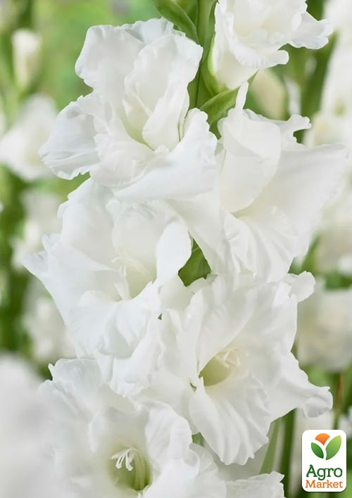 Гладіолус "Nova Zembla" - фото 2