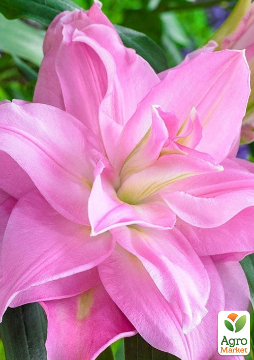 Лілія Махрова "Lotus Joy"