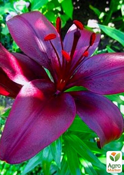 Лілія "Dimention" 1шт в упаковці