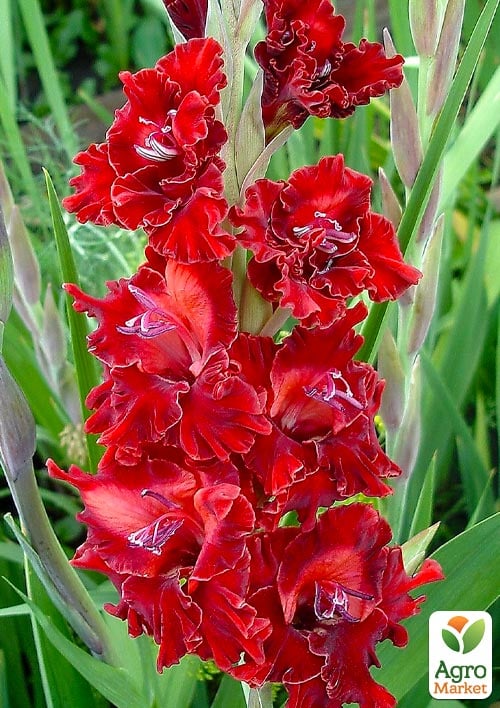 Гладиолус "Fire Cracker" 