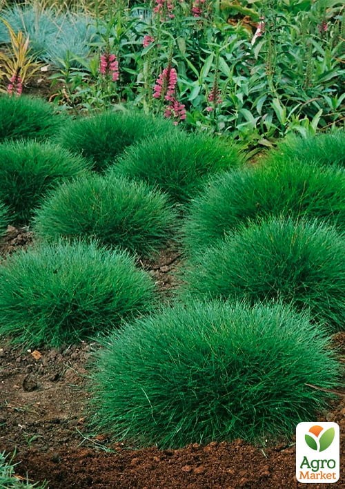 Овсяница зеленая (Festuca green) вазон С1, высота 15-20см