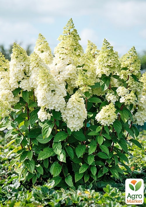 Гортензия 3-х летка метельчатая "Magical Kilimanjaro"