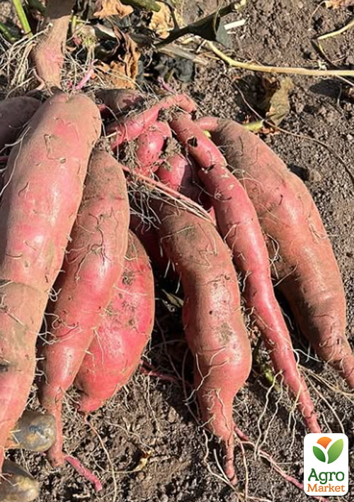 Батат "Lira" (сладкий картофель) маточный клубень - фото 4