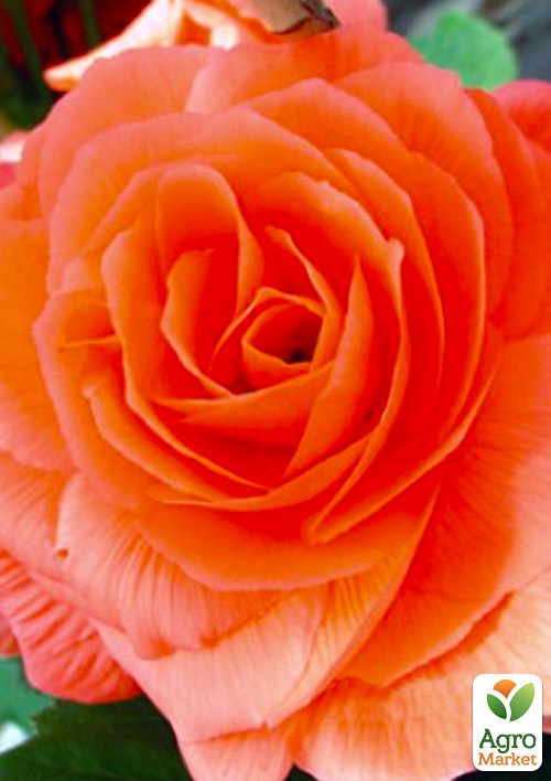 Бегонія махрова "Лососева" 1шт