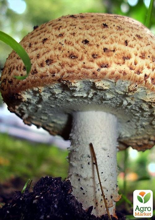 Сухой зерновой мицелий "Шампиньон августовский " 100г