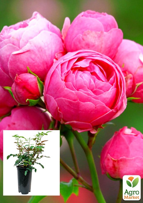 Роза в контейнере флорибунда "Pomponella" (саженец класса АА+)