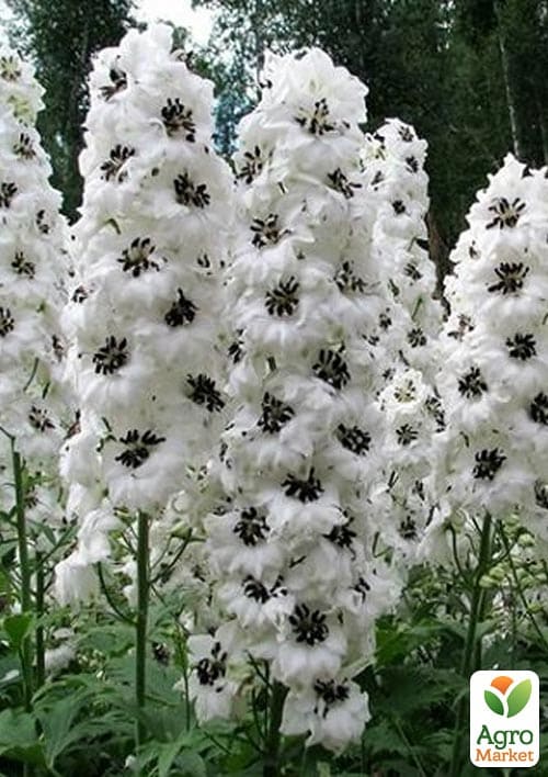 Дельфиниум гибридный "White Dark Bee" - фото 5