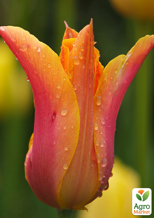 Тюльпан "Ballerina" (лилиецветный)