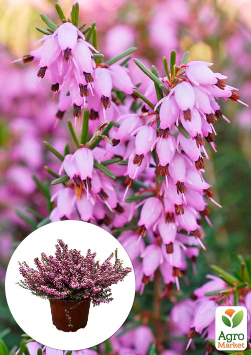 Эрика цветущая 2х-летняя "Darly Dale" вазон С2