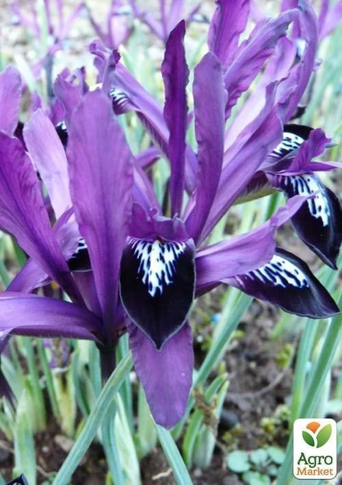 Ірис морозостійкий "Purple Gem" (розмір 5/6, середній) 5шт в упаковці