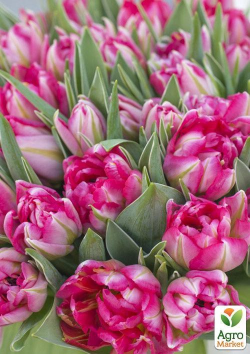 Тюльпан "Columbus" 3шт в упаковке