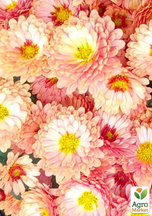 Хризантема корейская "Coral Reef"