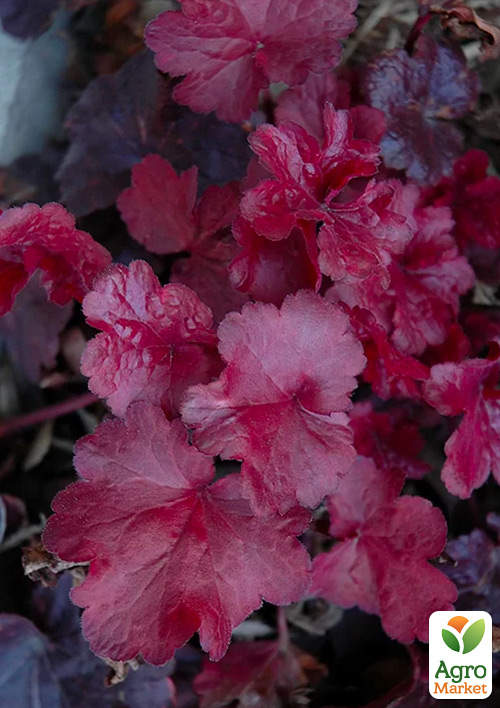 Гейхера (Heuchera) "Galaxy" С1 (висота 15-30см) - фото 6