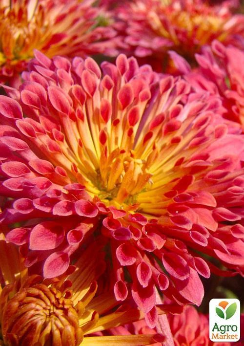 Хризантема корейская "Гранатовый браслет" (укорененный черенок высота 5-10 см)