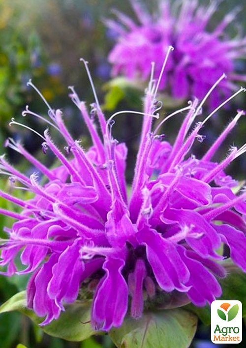 Бергамот (Монарда)  "Pardon My Purple" - фото 5