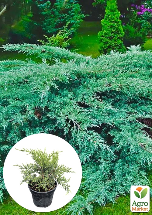 Можжевельник виргинский "Grey Owl" С3, высота 30-40см